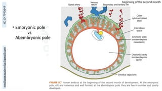 medicoseacademics@gmail.com
0310-7990649
17
• Embryonic pole
vs
Abembryonic pole
beginning of the second month
 