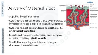 medicoseacademics@gmail.com
0310-7990649
Delivery of Maternal Blood
• Supplied by spiral arteries
• Cytotrophoblast cell erode these by endovascular
invasion to release blood in intervillous spaces
• Cytotrophoblast cells undergo an epithelial-to-
endothelial transition
• Invade and replace the terminal ends of spiral
arteries, creating hybrid vessels
• Small-diameter, high-resistance → larger
diameter, low-resistance
19
 