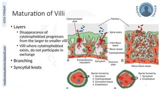 medicoseacademics@gmail.com
0310-7990649
Maturation of Villi
• Layers
• Disappearance of
cytotrophoblast progresses
from the larger to smaller villi
• Villi where cytotrophoblast
exists, do not participate in
exchange
• Branching
• Syncytial knots
20
 