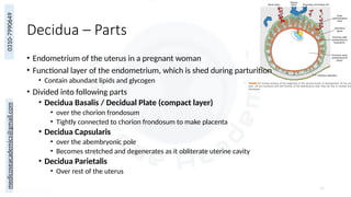 medicoseacademics@gmail.com
0310-7990649
Decidua – Parts
• Endometrium of the uterus in a pregnant woman
• Functional layer of the endometrium, which is shed during parturition
• Contain abundant lipids and glycogen
• Divided into following parts
• Decidua Basalis / Decidual Plate (compact layer)
• over the chorion frondosum
• Tightly connected to chorion frondosum to make placenta
• Decidua Capsularis
• over the abembryonic pole
• Becomes stretched and degenerates as it obliterate uterine cavity
• Decidua Parietalis
• Over rest of the uterus
23
 