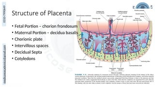 medicoseacademics@gmail.com
0310-7990649
Structure of Placenta
25
• Fetal Portion – chorion frondosum
• Maternal Portion – decidua basalis
• Chorionic plate
• Intervillous spaces
• Decidual Septa
• Cotyledons
 