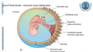 medicoseacademics@gmail.com
0310-7990649
End of Third Month – Chorionic Cavity Obliterated 1
62
20 weeks
 