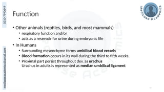 medicoseacademics@gmail.com
0310-7990649
Function
• Other animals (reptiles, birds, and most mammals)
• respiratory function and/or
• acts as a reservoir for urine during embryonic life
• In Humans
• Surrounding mesenchyme forms umbilical blood vessels
• Blood formation occurs in its wall during the third to fifth weeks.
• Proximal part persist throughout dev. as urachus
Urachus in adults is represented as median umbilical ligament
69
 