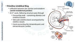 medicoseacademics@gmail.com
0310-7990649
• Primitive Umbilical Ring
• reflection between the amnion and ectoderm
(amnio-ectodermal junction)
• At 5th
week, following structure pass through
• Connecting stalk – containing allantois and
umbilical vessels
• Yolk stalk (vitelline duct) accompanied by
vitelline vessels
• Canal connecting the intraembryonic and
extraembryonic cavities
72
 