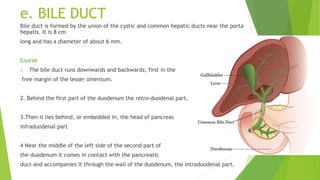 e. BILE DUCT
Bile duct is formed by the union of the cystic and common hepatic ducts near the porta
hepatis. It is 8 cm
long and has a diameter of about 6 mm.
Course
1. The bile duct runs downwards and backwards, first in the
free margin of the lesser omentum.
2. Behind the first part of the duodenum the retro-duodenal part.
3.Then it lies behind, or embedded in, the head of pancreas
infraduodenal part
4 Near the middle of the left side of the second part of
the duodenum it comes in contact with the pancreatic
duct and accompanies it through the wall of the duodenum, the intraduodenal part.
 