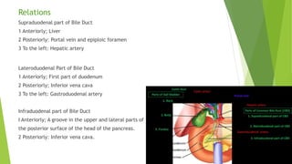 Relations
Supraduodenal part of Bile Duct
1 Anteriorly; Liver
2 Posteriorly: Portal vein and epiploic foramen
3 To the left: Hepatic artery
Lateroduodenal Part of Bile Duct
1 Anteriorly; First part of duodenum
2 Posteriorly; Inferior vena cava
3 To the left: Gastroduodenal artery
Infraduodenal part of Bile Duct
I Anteriorly; A groove in the upper and lateral parts of
the posterior surface of the head of the pancreas.
2 Posteriorly: Inferior vena cava.
 