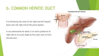 b. COMMON HEPATIC DUCT
It is formed by the union of the right and left hepatic
ducts near the right end of the porta hepatis.
It runs downwards for about 3 cm and is joined on its
right side at an acute angle by the cystic duct to form
the bile duct.
 