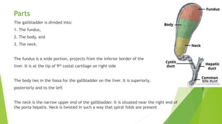 Parts
The gallbladder is divided into:
1. The fundus,
2. The body, and
3. The neck.
The fundus is a wide portion, projects from the inferior border of the
liver. It is at the tip of 9th costal cartilage on right side
The body lies in the fossa for the gallbladder on the liver. It is superiorly,
posteriorly and to the left
The neck is the narrow upper end of the gallbladder. It is situated near the right end of
the porta hepatis. Neck is twisted in such a way that spiral folds are present
 