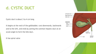 d. CYSTIC DUCT
Cystic duct is about 3 to 4 cm long.
It begins at the neck of the gallbladder, runs downwards, backwards
and to the left, and ends by joining the common hepatic duct at an
acute angle to form the bile duct.
It has spiral valve
 