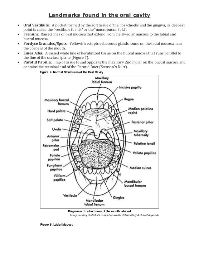 landmarks found in the oral cavity