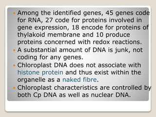  Among the identified genes, 45 genes code
for RNA, 27 code for proteins involved in
gene expression, 18 encode for proteins of
thylakoid membrane and 10 produce
proteins concerned with redox reactions.
 A substantial amount of DNA is junk, not
coding for any genes.
 Chloroplast DNA does not associate with
histone protein and thus exist within the
organelle as a naked fibre.
 Chloroplast characteristics are controlled by
both Cp DNA as well as nuclear DNA.
 