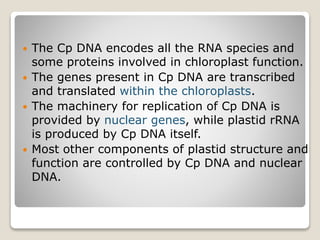  The Cp DNA encodes all the RNA species and
some proteins involved in chloroplast function.
 The genes present in Cp DNA are transcribed
and translated within the chloroplasts.
 The machinery for replication of Cp DNA is
provided by nuclear genes, while plastid rRNA
is produced by Cp DNA itself.
 Most other components of plastid structure and
function are controlled by Cp DNA and nuclear
DNA.
 