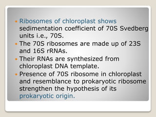  Ribosomes of chloroplast shows
sedimentation coefficient of 70S Svedberg
units i.e., 70S.
 The 70S ribosomes are made up of 23S
and 16S rRNAs.
 Their RNAs are synthesized from
chloroplast DNA template.
 Presence of 70S ribosome in chloroplast
and resemblance to prokaryotic ribosome
strengthen the hypothesis of its
prokaryotic origin.
 
