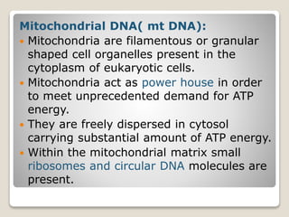Mitochondrial DNA( mt DNA):
 Mitochondria are filamentous or granular
shaped cell organelles present in the
cytoplasm of eukaryotic cells.
 Mitochondria act as power house in order
to meet unprecedented demand for ATP
energy.
 They are freely dispersed in cytosol
carrying substantial amount of ATP energy.
 Within the mitochondrial matrix small
ribosomes and circular DNA molecules are
present.
 