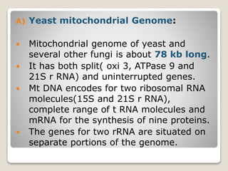 A) Yeast mitochondrial Genome:
 Mitochondrial genome of yeast and
several other fungi is about 78 kb long.
 It has both split( oxi 3, ATPase 9 and
21S r RNA) and uninterrupted genes.
 Mt DNA encodes for two ribosomal RNA
molecules(15S and 21S r RNA),
complete range of t RNA molecules and
mRNA for the synthesis of nine proteins.
 The genes for two rRNA are situated on
separate portions of the genome.
 