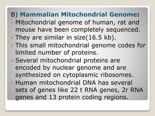 B) Mammalian Mitochondrial Genome:
 Mitochondrial genome of human, rat and
mouse have been completely sequenced.
 They are similar in size(16.5 kb).
 This small mitochondrial genome codes for
limited number of proteins.
 Several mitochondrial proteins are
encoded by nuclear genome and are
synthesized on cytoplasmic ribosomes.
 Human mitochondrial DNA has several
sets of genes like 22 t RNA genes, 2r RNA
genes and 13 protein coding regions.
 