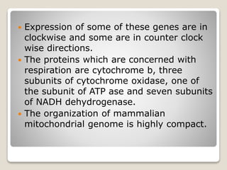  Expression of some of these genes are in
clockwise and some are in counter clock
wise directions.
 The proteins which are concerned with
respiration are cytochrome b, three
subunits of cytochrome oxidase, one of
the subunit of ATP ase and seven subunits
of NADH dehydrogenase.
 The organization of mammalian
mitochondrial genome is highly compact.
 