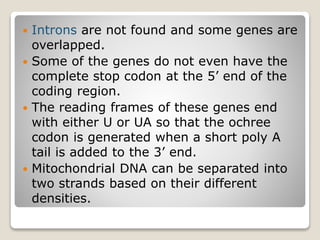  Introns are not found and some genes are
overlapped.
 Some of the genes do not even have the
complete stop codon at the 5’ end of the
coding region.
 The reading frames of these genes end
with either U or UA so that the ochree
codon is generated when a short poly A
tail is added to the 3’ end.
 Mitochondrial DNA can be separated into
two strands based on their different
densities.
 