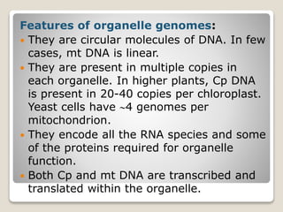 Features of organelle genomes:
 They are circular molecules of DNA. In few
cases, mt DNA is linear.
 They are present in multiple copies in
each organelle. In higher plants, Cp DNA
is present in 20-40 copies per chloroplast.
Yeast cells have 4 genomes per
mitochondrion.
 They encode all the RNA species and some
of the proteins required for organelle
function.
 Both Cp and mt DNA are transcribed and
translated within the organelle.
 