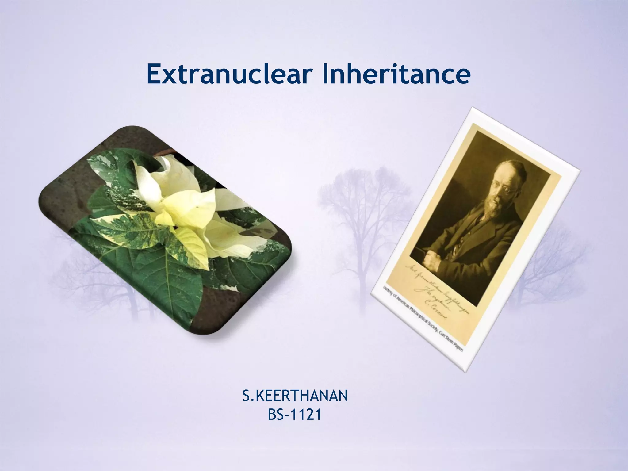 Extranuclear inheritance | PPT | Genetics | Science