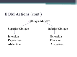 Eom Table Extraoclar muscles (Anatomy & physiology) | PPTX