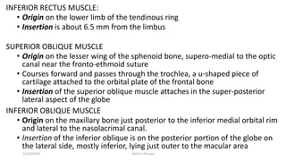 INFERIOR RECTUS MUSCLE:
• Origin on the lower limb of the tendinous ring
• Insertion is about 6.5 mm from the limbus
SUPERIOR OBLIQUE MUSCLE
• Origin on the lesser wing of the sphenoid bone, supero-medial to the optic
canal near the fronto-ethmoid suture
• Courses forward and passes through the trochlea, a u-shaped piece of
cartilage attached to the orbital plate of the frontal bone
• Insertion of the superior oblique muscle attaches in the super-posterior
lateral aspect of the globe
INFERIOR OBLIQUE MUSCLE
• Origin on the maxillary bone just posterior to the inferior medial orbital rim
and lateral to the nasolacrimal canal.
• Insertion of the inferior oblique is on the posterior portion of the globe on
the lateral side, mostly inferior, lying just outer to the macular area
12/25/2019 Ashim Chhusya
 