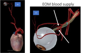 EOM blood supply
OD
OD
12/25/2019 Ashim Chhusya
 