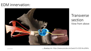 EOM innervation:
Reading site: https://www.youtube.com/watch?v=5OD-BnuOMHs
Transverse
section
View from above
12/25/2019 Ashim Chhusya
 