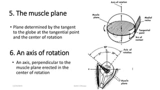 5. The muscle plane
• Plane determined by the tangent
to the globe at the tangential point
and the center of rotation
6. An axis of rotation
• An axis, perpendicular to the
muscle plane erected in the
center of rotation
12/25/2019 Ashim Chhusya
 