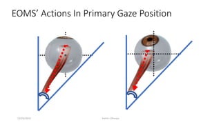 EOMS’ Actions In Primary Gaze Position
12/25/2019 Ashim Chhusya
 