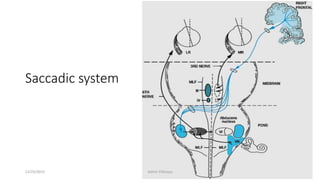 Saccadic system
12/25/2019 Ashim Chhusya
 