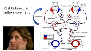 Vestibulo-ocular
reflex movement
Head rotation
12/25/2019 Ashim Chhusya
 
