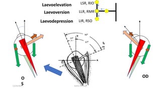 LIR, RSO
LSR, RIO
LLR, RMR
ODO
S
Laevoelevation
Laevodepression
Laevoversion
23⁰
67⁰
90⁰
12/25/2019 Ashim Chhusya
 