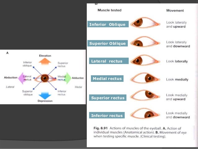 extraocular muscles eye muscle movement chart
