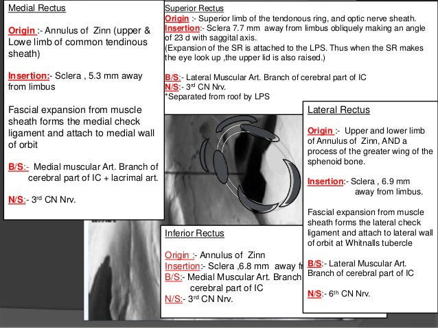 Extraocular muscles