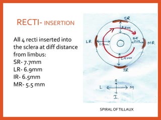 RECTI- INSERTION
SPIRALOFTILLAUX
All 4 recti inserted into
the sclera at diff distance
from limbus:
SR- 7.7mm
LR- 6.9mm
IR- 6.5mm
MR- 5.5 mm
 