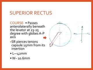 SUPERIOR RECTUS
COURSE- • Passes
anterolaterally beneath
the levator at 23-25
degree with globes A-P
axis
•SR pierces tenons
capsule 15mm from its
insertion
• L—42mm
•W– 10.6mm
 