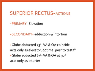 SUPERIOR RECTUS-ACTIONS
•PRIMARY- Elevation
•SECONDARY- adduction & intortion
•Globe abducted 230-VA & OA coincide
acts only as elevator, optimal posn to test fn
•Globe adducted 670-VA & OA at 900
acts only as intorter
 