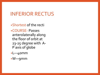 INFERIOR RECTUS
•Shortest of the recti
•COURSE- Passes
anterolaterally along
the floor of orbit at
23-25 degree with A-
P axis of globe
•L—40mm
•W—9mm
 