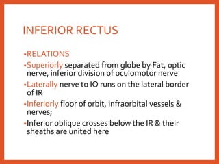 INFERIOR RECTUS
•RELATIONS
•Superiorly separated from globe by Fat, optic
nerve, inferior division of oculomotor nerve
•Laterally nerve to IO runs on the lateral border
of IR
•Inferiorly floor of orbit, infraorbital vessels &
nerves;
•Inferior oblique crosses below the IR & their
sheaths are united here
 