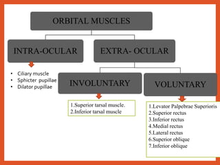 ORBITAL MUSCLES
INTRA-OCULAR EXTRA- OCULAR
INVOLUNTARY VOLUNTARY
1.Superior tarsal muscle.
2.Inferior tarsal muscle
1.Levator Palpebrae Superioris
2.Superior rectus
3.Inferior rectus
4.Medial rectus
5.Lateral rectus
6.Superior oblique
7.Inferior oblique
• Ciliary muscle
• Sphicter pupillae
• Dilator pupillae
 