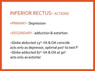 INFERIOR RECTUS- ACTIONS
•PRIMARY- Depression
•SECONDARY- adduction & extortion
•Globe abducted 230-VA & OA coincide
acts only as depressor, optimal posn to test fn
•Globe adducted 670-VA & OA at 900
acts only as extorter
 