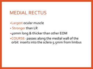 MEDIAL RECTUS
•Largest ocular muscle
• Stronger than LR
•40mm long & thicker than other EOM
•COURSE- passes along the medial wall of the
orbit inserts into the sclera 5.5mm from limbus
 
