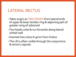LATERAL RECTUS
•Takes origin asTWO HEADS from lateral ends
of upper & lower tendon ring & adjoining part of
greater wing of sphenoid
•Two heads unite & run forwards along lateral
orbital wall
•Inserted into sclera 6.9mm from limbus
•The LR is often visible through the conjunctiva
& tenon’s capsule.
 