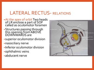 LATERAL RECTUS- RELATIONS
•At the apex of orbitTwo heads
of LR enclose a part of SOF
called as oculomotor foramen
•Structures passing through
this opening from ABOVE
DOWNWARDS are
•superior oculomotor division
•nasociliary nerve
•Inferior oculomotor division
•ophthalmic veins
•abducent nerve
 