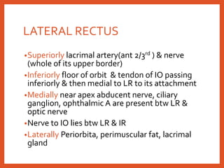 LATERAL RECTUS
•Superiorly lacrimal artery(ant 2/3rd ) & nerve
(whole of its upper border)
•Inferiorly floor of orbit & tendon of IO passing
inferiorly & then medial to LR to its attachment
•Medially near apex abducent nerve, ciliary
ganglion, ophthalmic A are present btw LR &
optic nerve
•Nerve to IO lies btw LR & IR
•Laterally Periorbita, perimuscular fat, lacrimal
gland
 