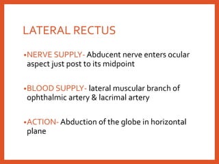 LATERAL RECTUS
•NERVE SUPPLY- Abducent nerve enters ocular
aspect just post to its midpoint
•BLOOD SUPPLY- lateral muscular branch of
ophthalmic artery & lacrimal artery
•ACTION- Abduction of the globe in horizontal
plane
 