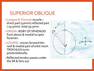 SUPERIOR OBLIQUE
•Longest &Thinnest muscle –
direct part (40mm) reflacted part
( 19.5mm)- total 59.5mm.
•ORIGIN- BOBY OF SPHENOID
from above & medial to optic
foramen.
•COURSE- moves forward btn
roof & medial part of orbit reach
TROCHLEA turns
posterolaterally.
•Reflected tendon passes under
the SR & fans out
 