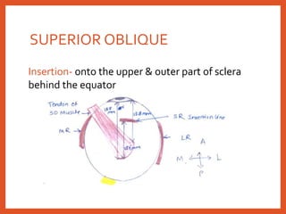 SUPERIOR OBLIQUE
Insertion- onto the upper & outer part of sclera
behind the equator
 