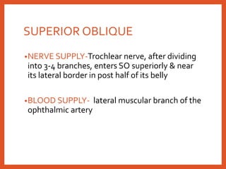 SUPERIOR OBLIQUE
•NERVE SUPPLY-Trochlear nerve, after dividing
into 3-4 branches, enters SO superiorly & near
its lateral border in post half of its belly
•BLOOD SUPPLY- lateral muscular branch of the
ophthalmic artery
 
